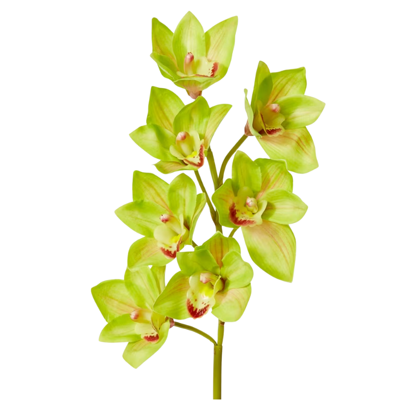 Cymbidium Stem - Green V3