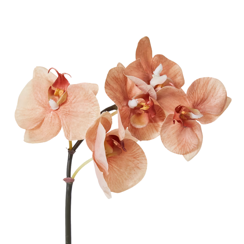 Phalaenopsis Orchid Mini Stem - Brown