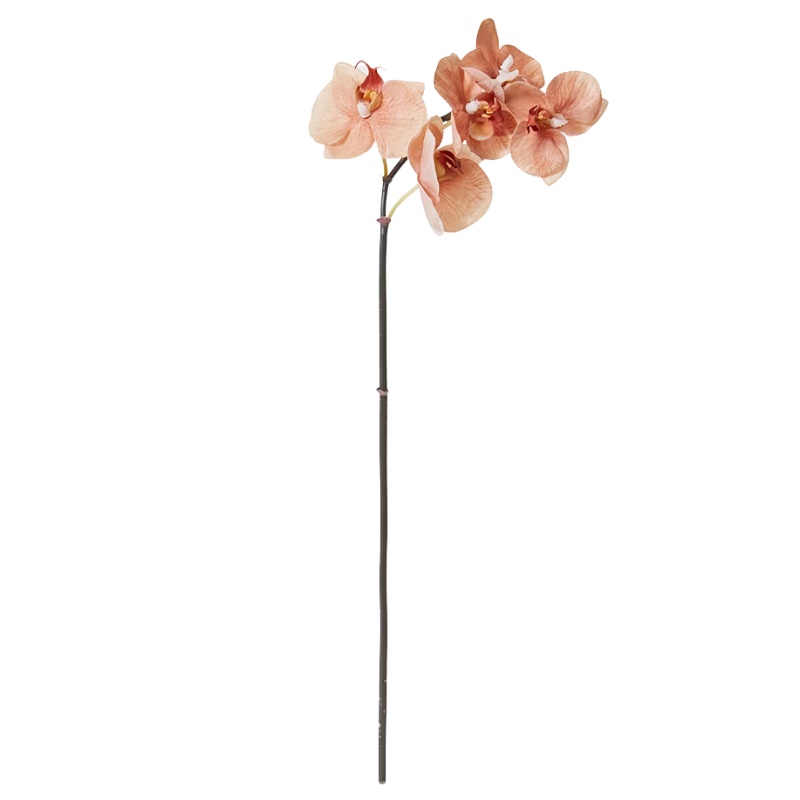 Phalaenopsis Orchid Mini Stem - Brown