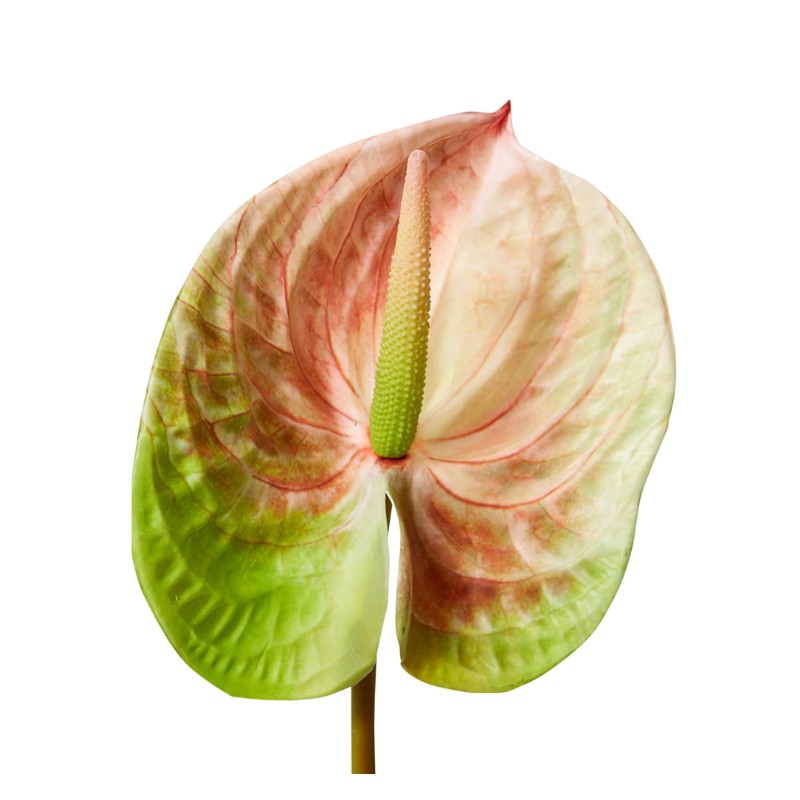 Anthurium Stem - Pink & Green