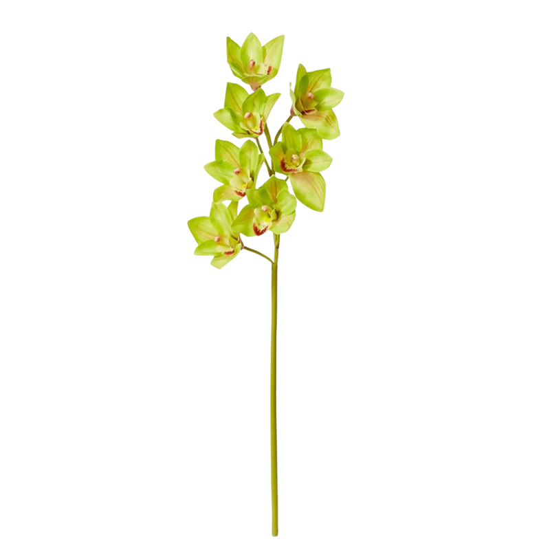 Cymbidium Stem - Green V3