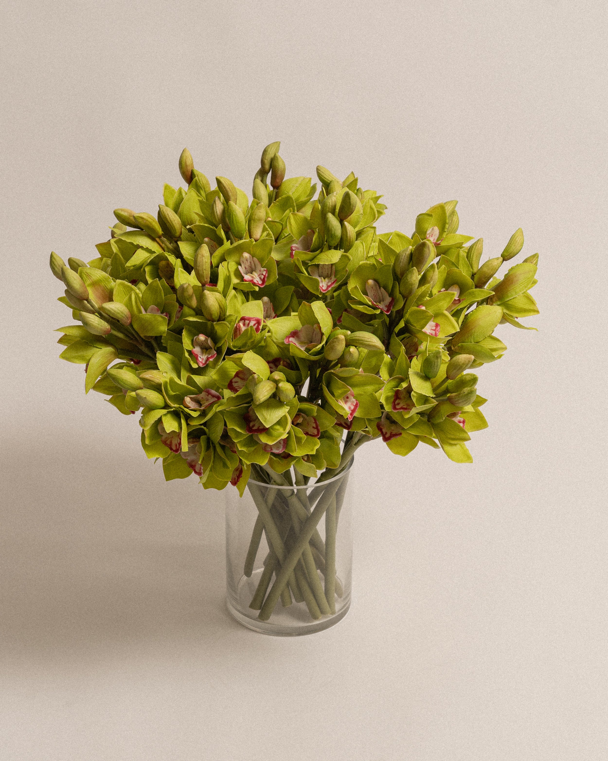 Cymbidium Orchid Spray - Green