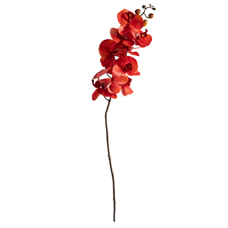Orchid - 33" Ruby Red
