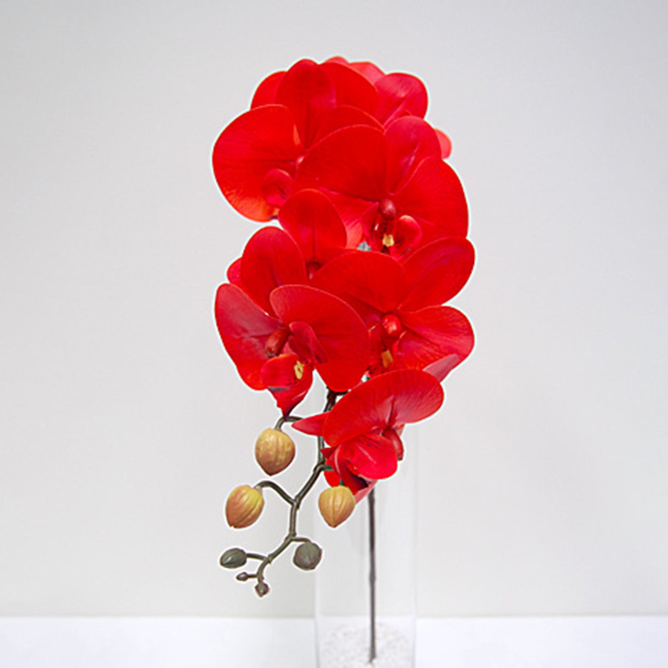 Orchid - 33" Ruby Red