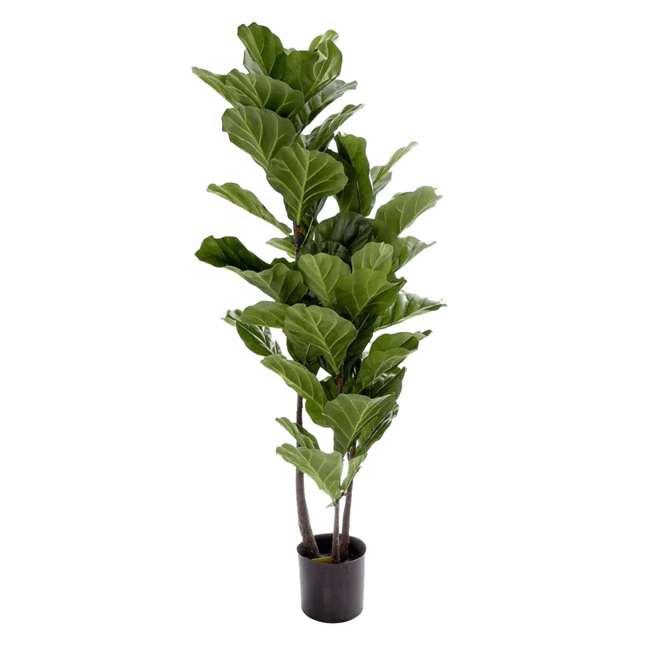 plastic plants perth Fiddle Leaf Tree - 133cm