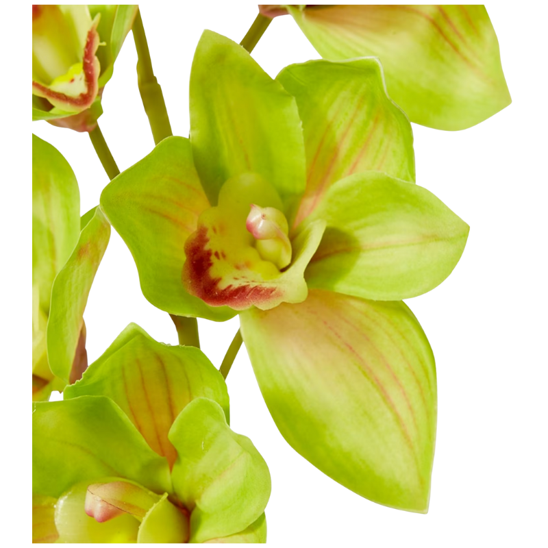 Cymbidium Stem - Green V3