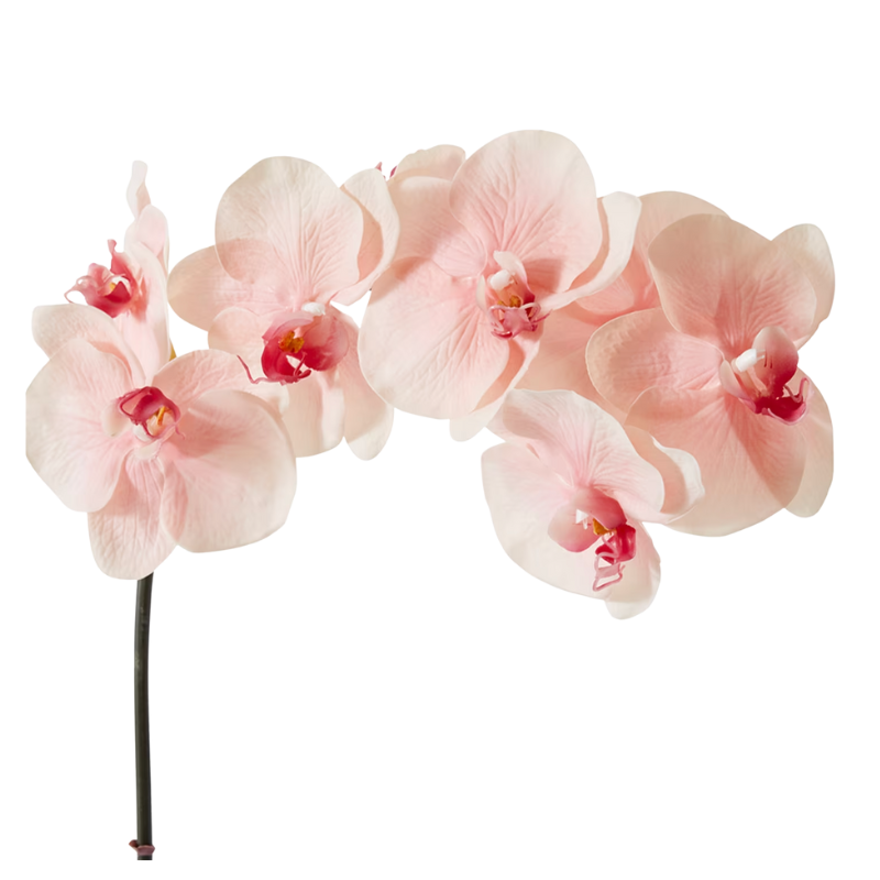 Phalaenopsis Orchid Stem - Soft Pink