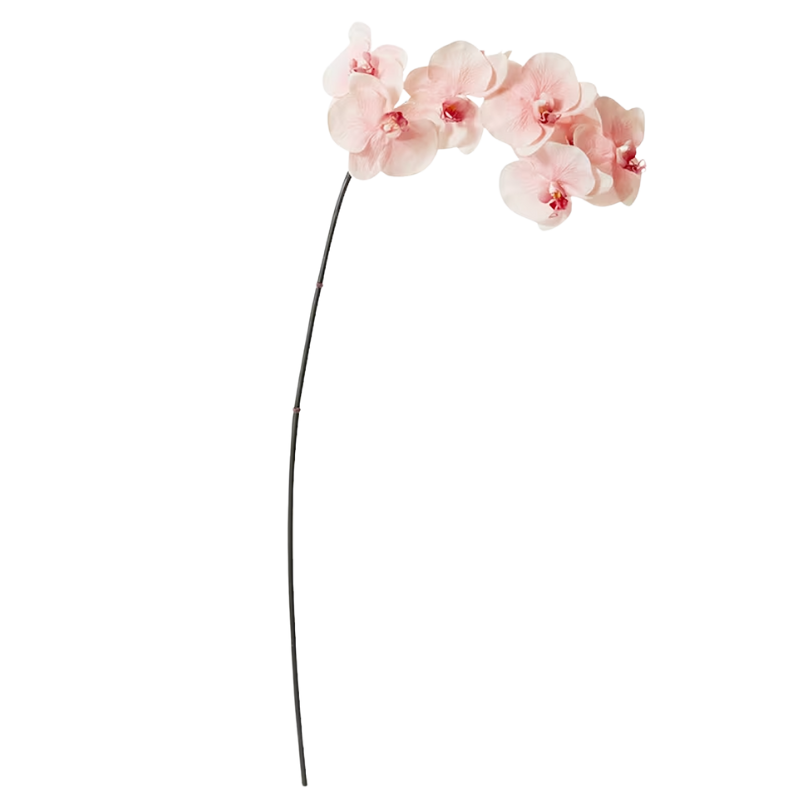 Phalaenopsis Orchid Stem - Soft Pink