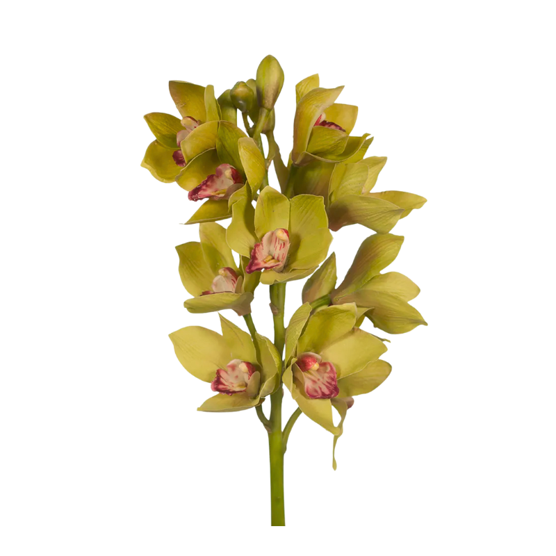 Cymbidium Orchid - Green (V2)