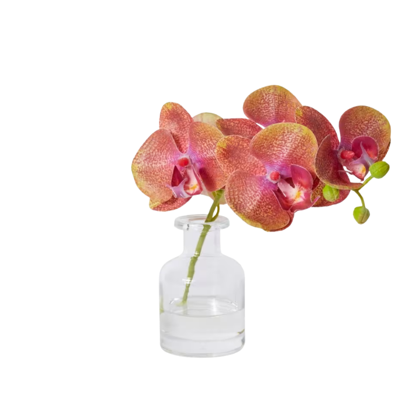 Petit Phalaenopsis Orchid in Vase -Burgundy