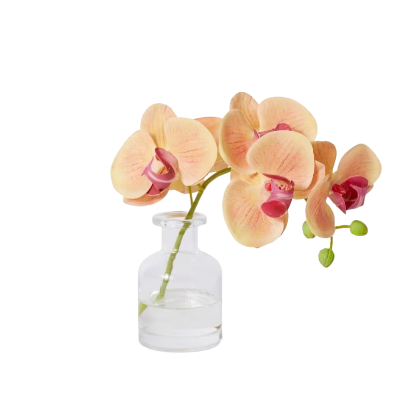 Petit Phalaenopsis Orchid in Vase - Apricot