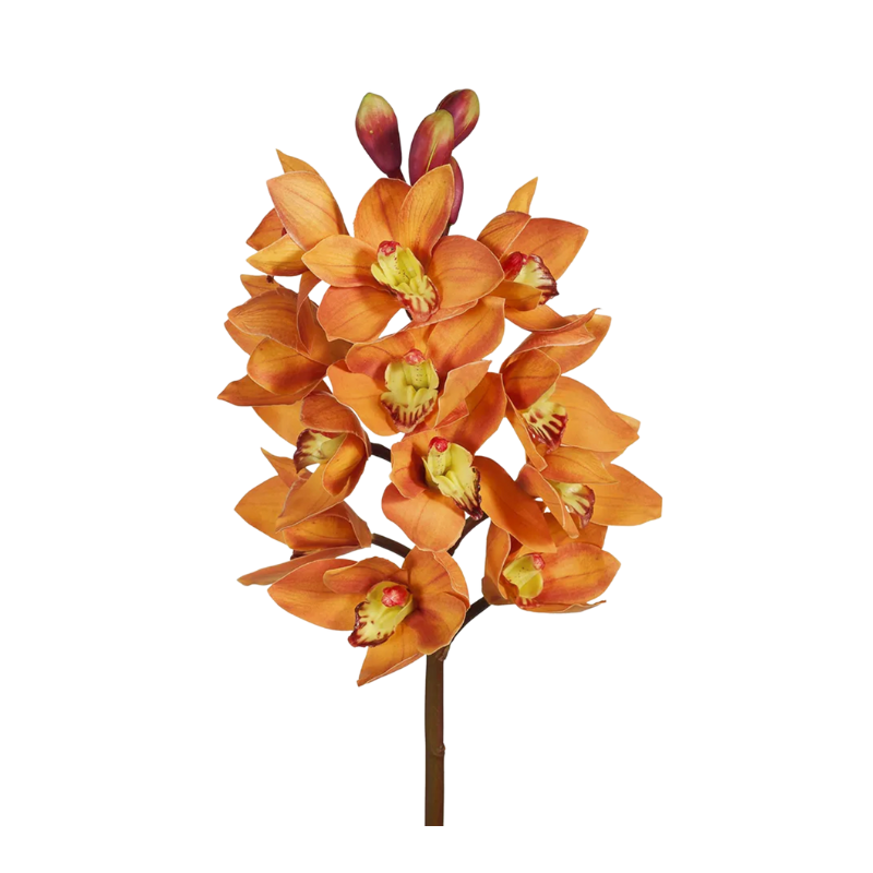 Cymbidium Orchid  - Orange