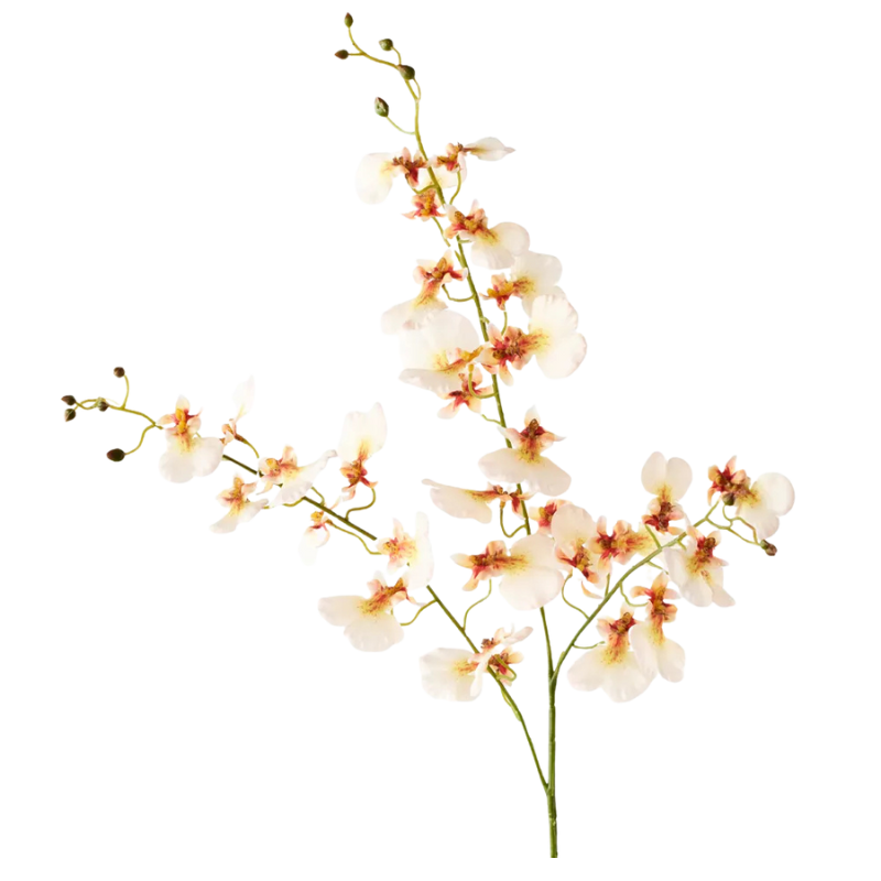 Dancing Orchid - Cream