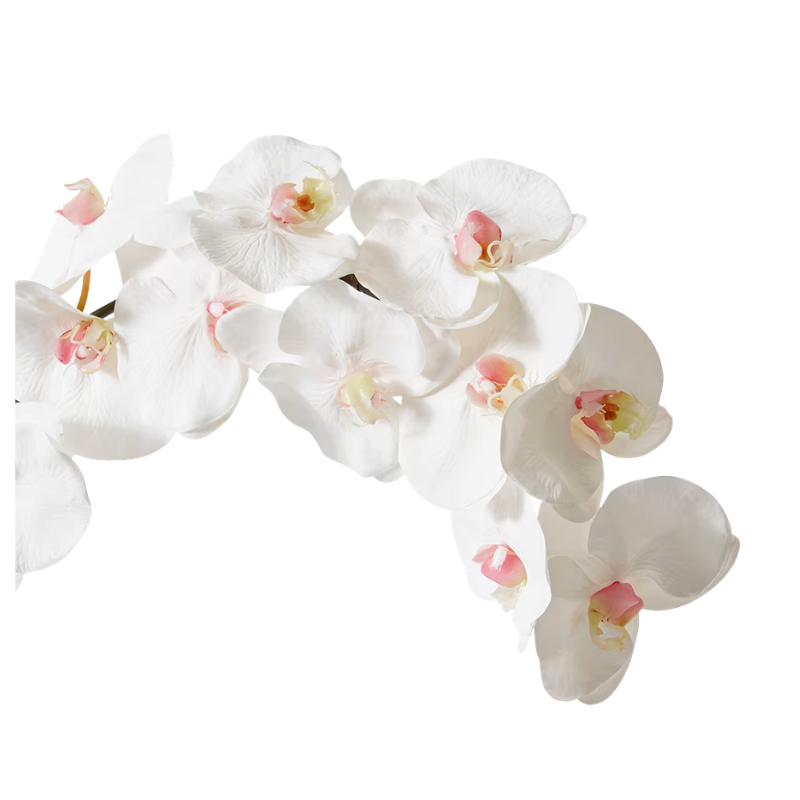 Phalaenopsis Orchid Stem - Pink & White