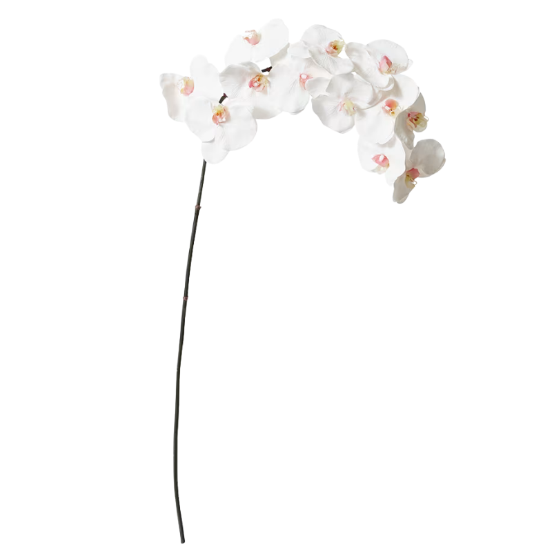 Phalaenopsis Orchid Stem - Pink & White
