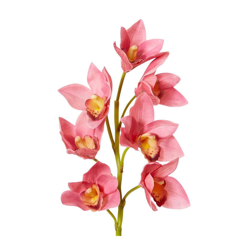 Cymbidium Orchid Stem - Mauve
