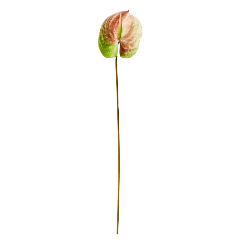 Anthurium Stem - Pink & Green