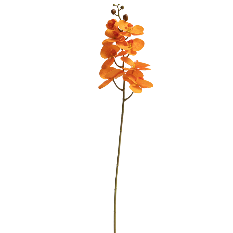 Orchid - Orange Phalaenopsis