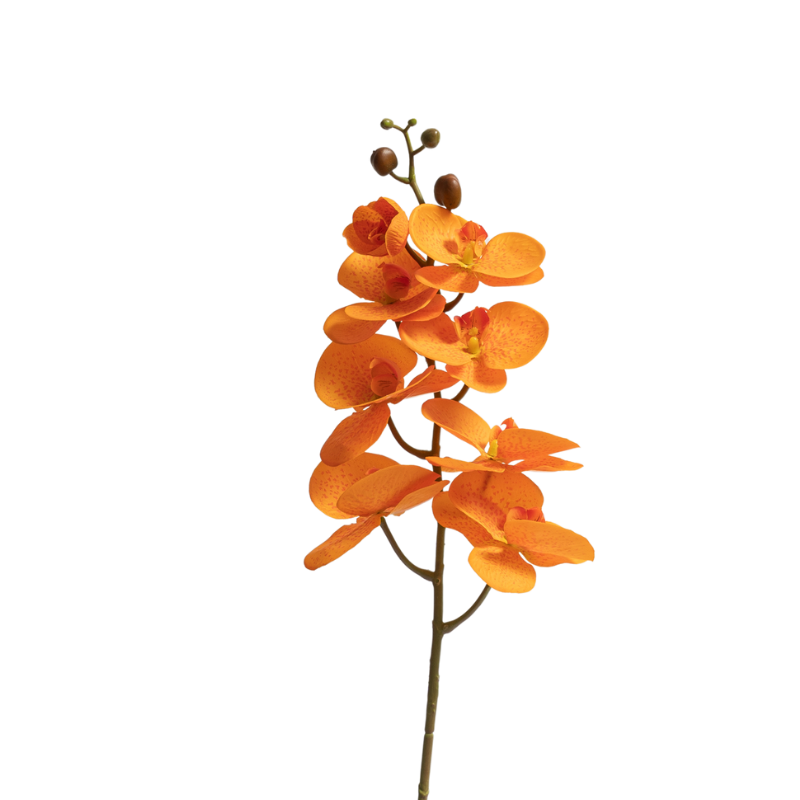 Orchid - Orange Phalaenopsis