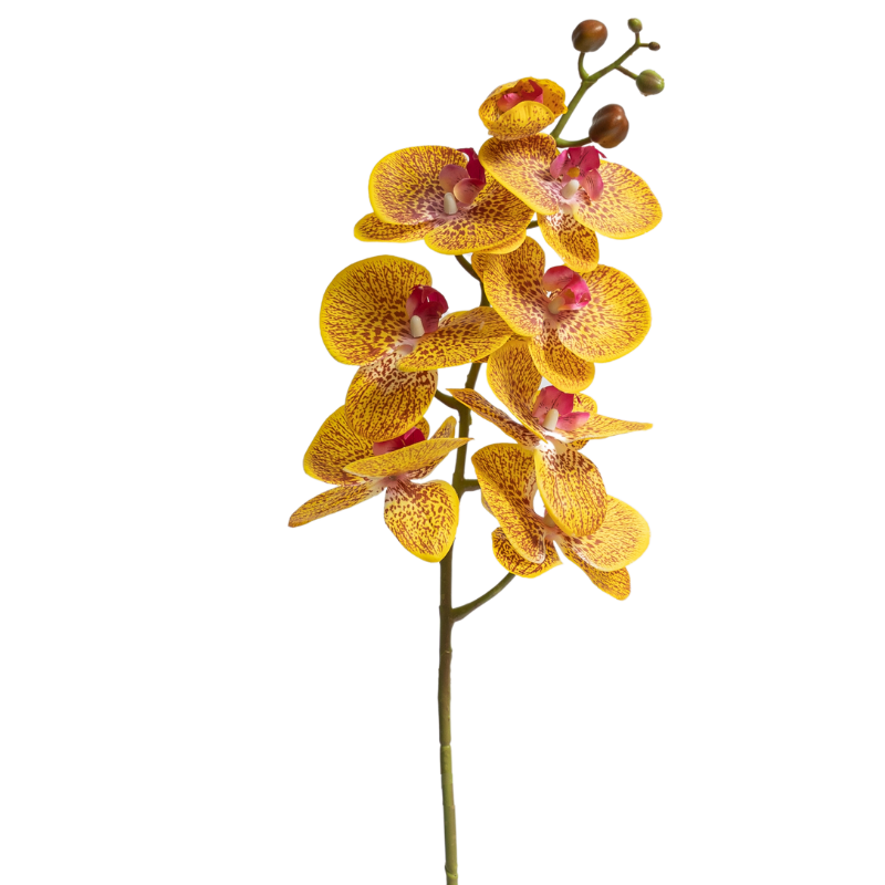 Orchid - Yellow Phalaenopsis