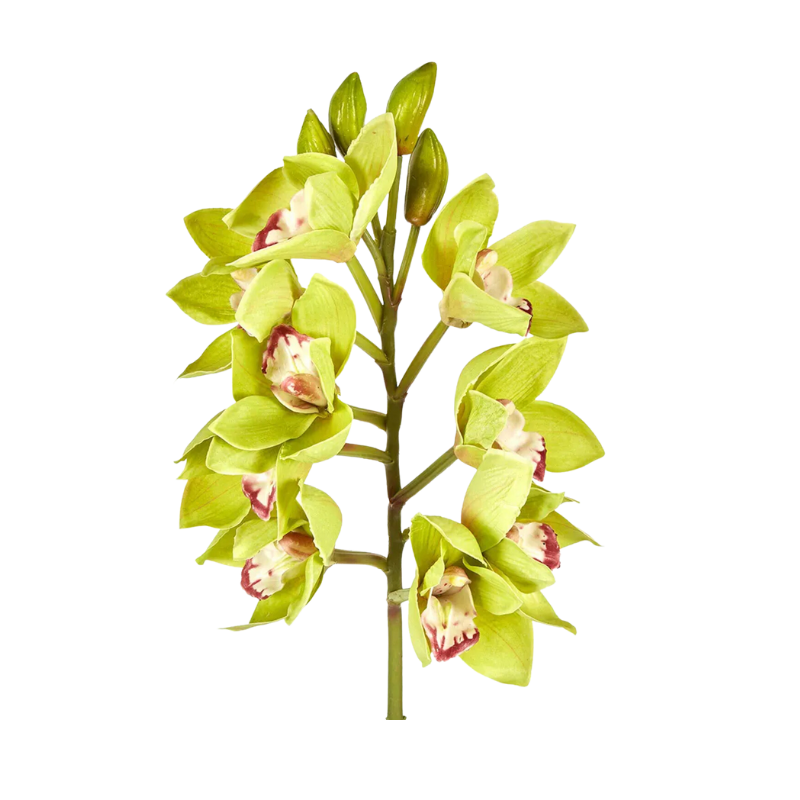 Cymbidium Orchid Spray Green | Natalie Jayne Interiors | Perth, WA