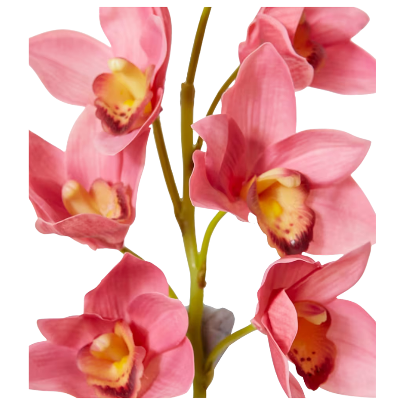 Cymbidium Orchid Stem - Mauve