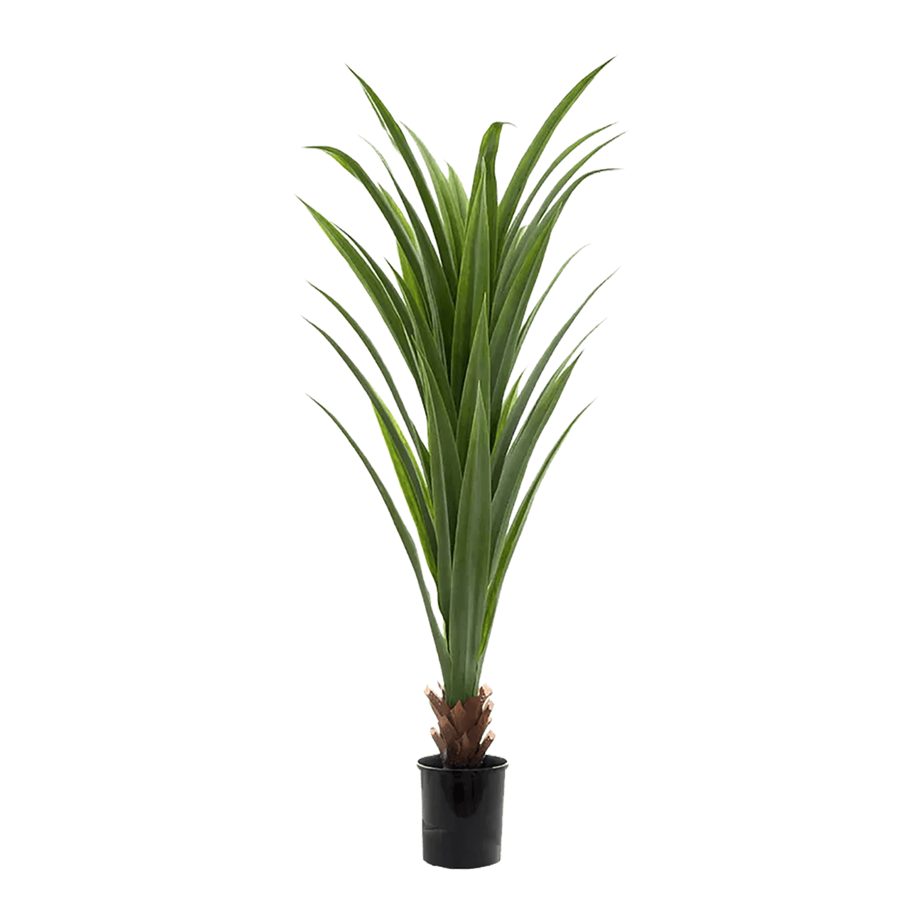 Dracaena Potted Plant