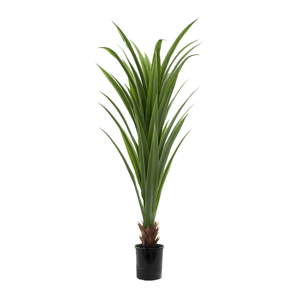 Dracaena Potted Plant
