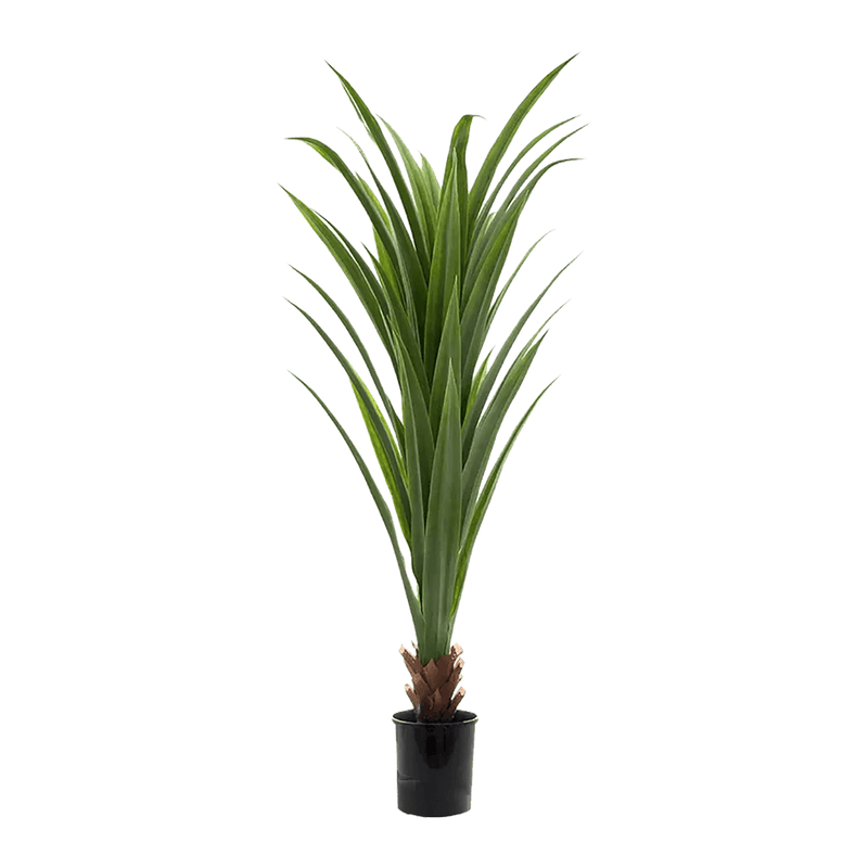 Dracaena Potted Plant