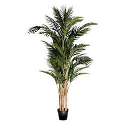 Areca Palm 1.9m