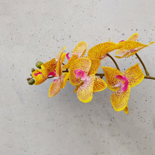 Real touch silk phalaenopsis orchid in yellow. long flexible stem 78cm | Fake flowers, Perth