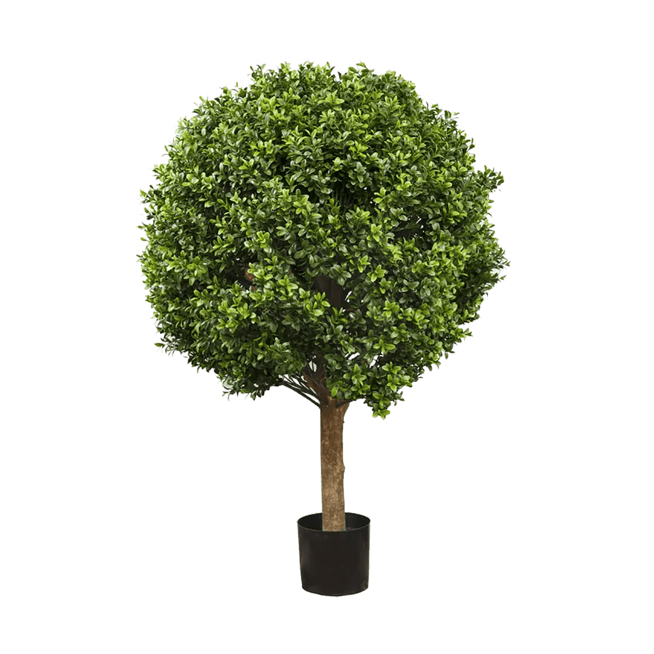 Boxwood Ball Tree - 60cm