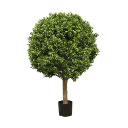 Boxwood Ball Tree - 60cm