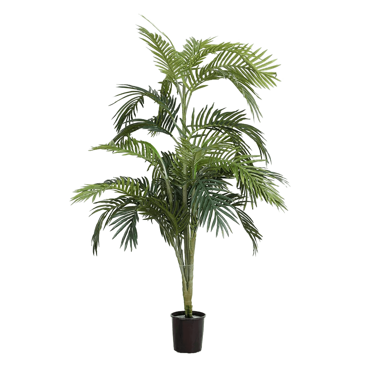 Areca Palm Potted - 1.2m