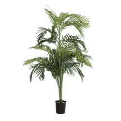Areca Palm Potted - 1.2m