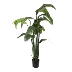 Travellers Palm 1.8m
