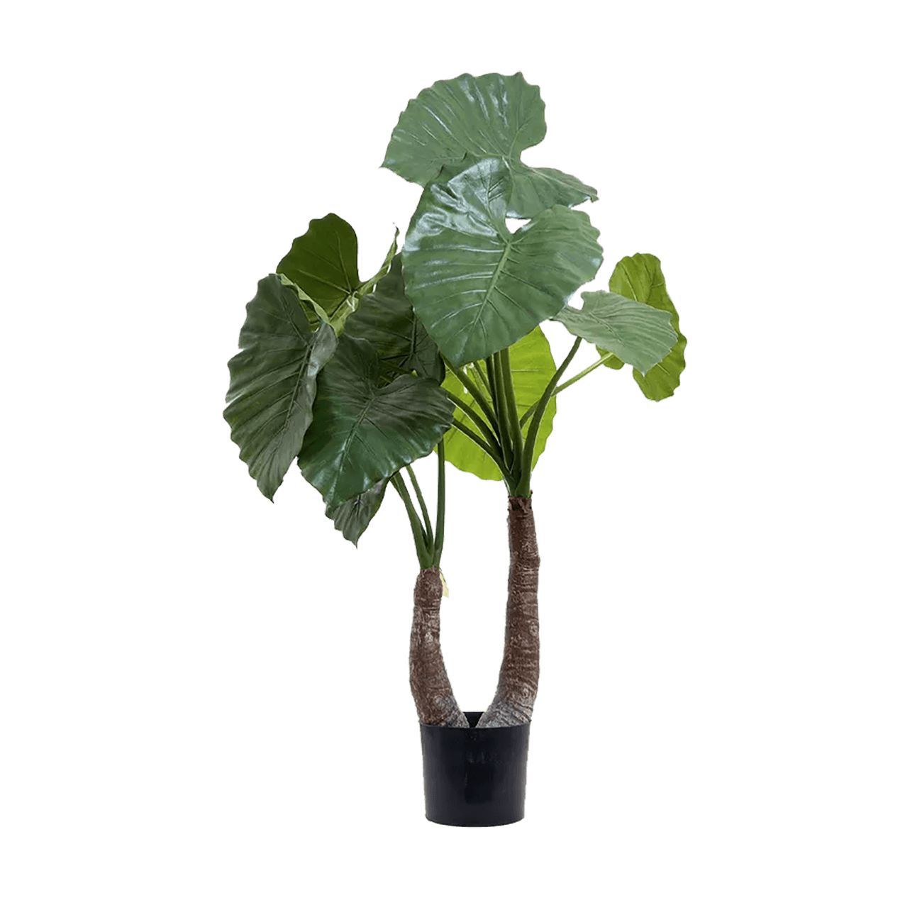 Alocasia Calidora 1m