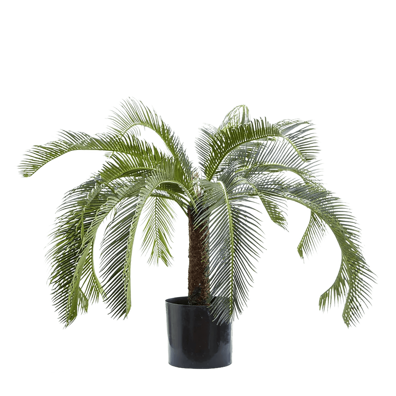 Cycus Palm 80cm