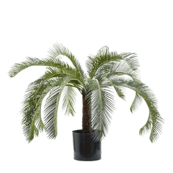 Cycus Palm 80cm